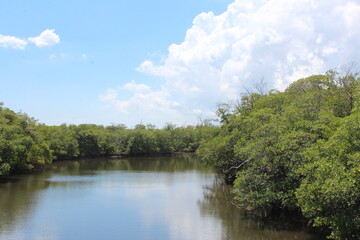 Fototapeta na wymiar intercoastal green canal water in the everglades