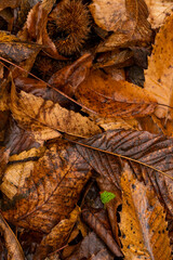 leaf litter