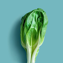 Illustration of a pak choi cabbage with drop shadow