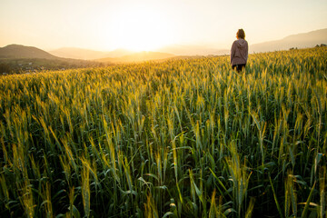 dusk in a wheat field © francisco