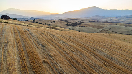 Fototapeta na wymiar barley field