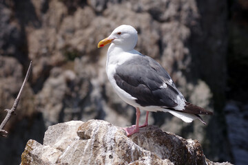 A seagull up on a rock on the pacific ocean coast in California