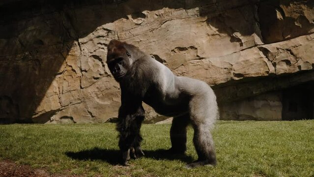Eastern gorilla stands on all fours and turns its head.