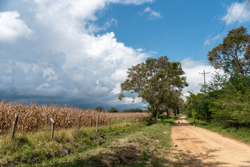Fototapeta na wymiar Dirt road next to a corn crop in a Colombian landscape.