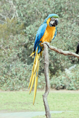 the blue and gold macaw is sitting on a perch. it is a large south american parrot