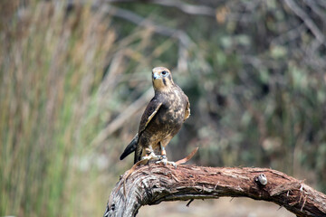 the brown falcon is perched on a tree branch