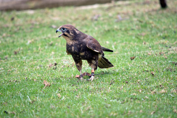 the brown falcon catches its prey in flight