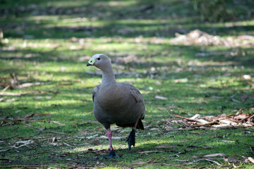 the Cape Barren goose is walking in a fielf looking for food
