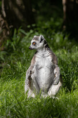 ring tailed lemur
