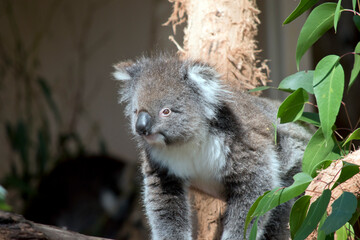 the koala is walking on a tree branch