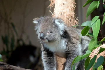 Raamstickers the koala is walking on a tree branch © susan flashman