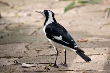 the magpie lark is a white and black bird