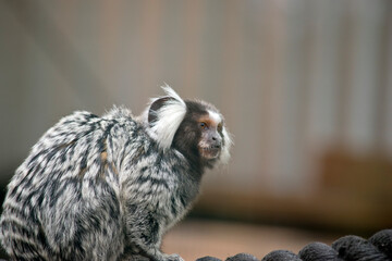 the marmoset is a black grey and white monkey with white fuffy ears