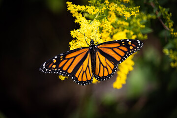 butterfly on flower