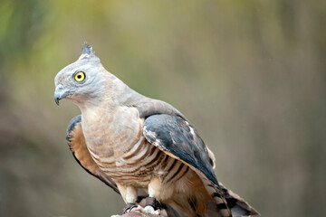 the Pacific baza has a grey face with yellow eyes white and brown striped chest and drak grey wings