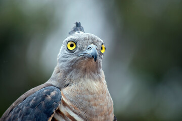 this is a close up of a Pacific Baza