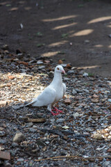 white dove on the ground