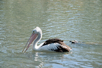the pelican is swimming in the lake