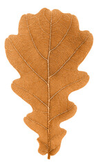 Fototapeta premium Autumn brown oak tree leaf cut out