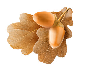 Brown autumn leaves of oak tree with acorns cutout © ChaoticDesignStudio