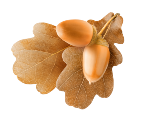 Brown autumn leaves of oak tree with acorns cutout