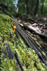 Tiny Orange Mushroom on a Log 