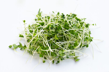 Organic kale sprouts. Healthiest vegetables concept