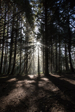 Sunlight emitting through trees in forest