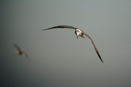 Seagulls Flying In Clear Sky