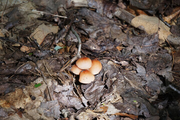 Wild Mushroom Bundle