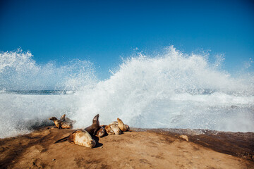 Sea lions relaxing on rock while waves splashing in sea against blue sky