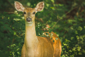 Portrait of deer standing by plants in forest