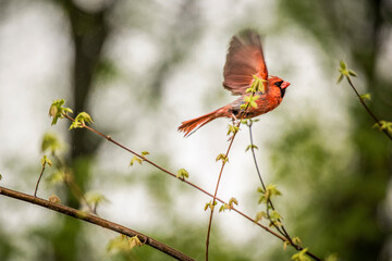 Low angle view of cardinal flying in forest