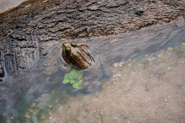 frog in his natural habitat