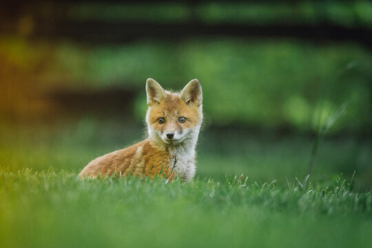 Red Fox Standing On Grassy Field