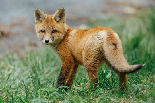 Full length portrait of red fox standing on grassy field