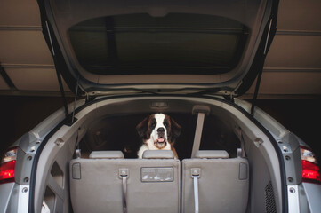 Portrait of Saint Bernard seen through open car trunk