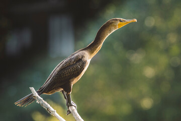 Side view of cormorant perching on branch on sunny day