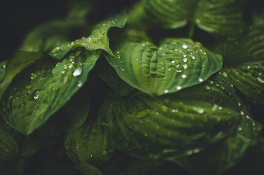 Close-up of wet leaves during monsoon