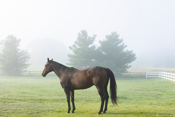 A bay Thoroughbred horse standing in a foggy pasture with pine trees in the background.