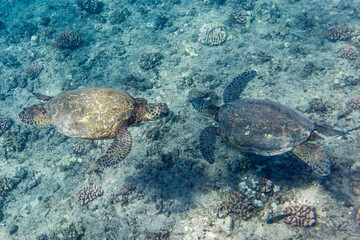 High angle view of turtles in sea