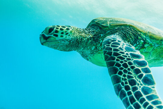 Close-up of turtle swimming undersea