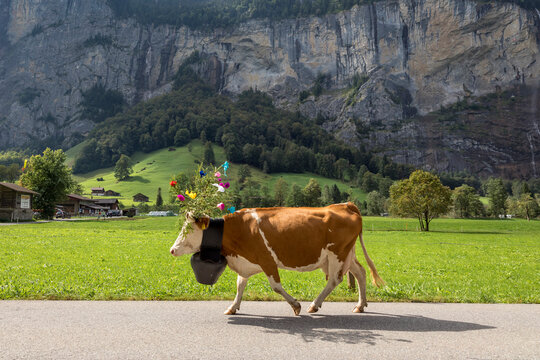 Side view of cow wearing flowers and bell while walking on road by mountain