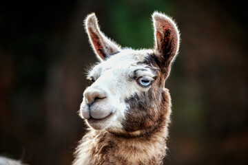 Fototapeta premium portrait of a blue eyed llama