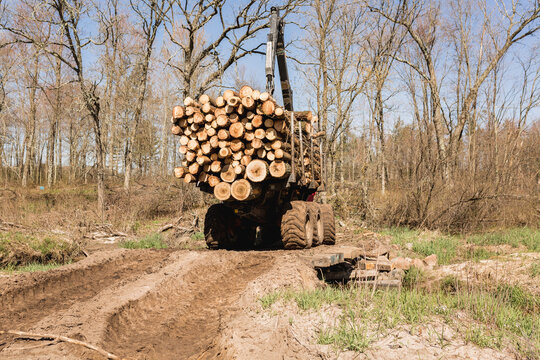 Crane carrying logs on dirt road at forest