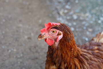 Hens in the chicken farm. Organic poultry house.
