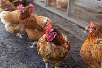 Hens in the chicken farm. Organic poultry house.