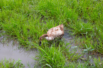 Free range duck farm. Natural organic duck