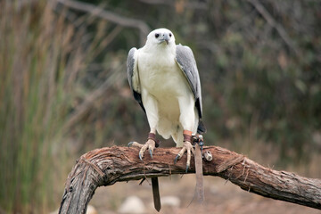 The White-bellied Sea-Eagle is the second largest raptor  found in Australia he is standing on a branch