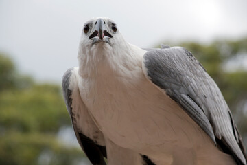The White-bellied Sea-Eagle is the second largest raptor  found in Australia